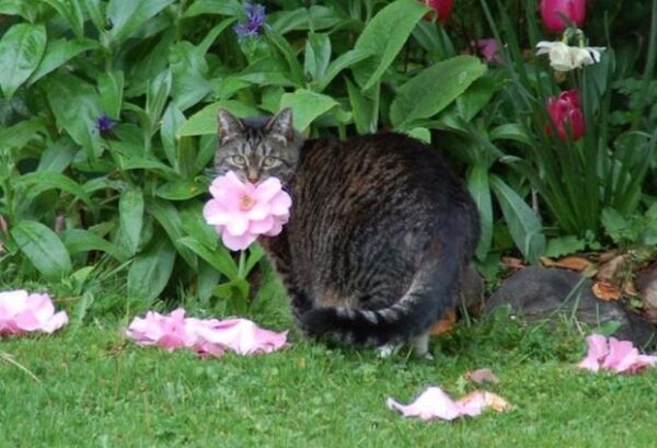 В Канаде толстая кошка дарит хозяйке живые цветы
