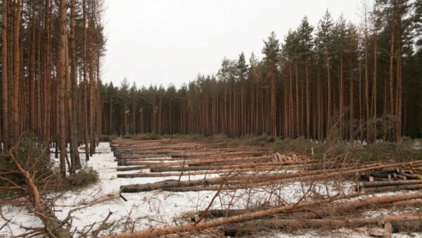 В Починковском районе при валке леса на мужчину упало дерево