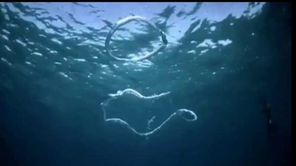 В Сети обсуждают странных "пришельцев", заснятых под водой в Австралии