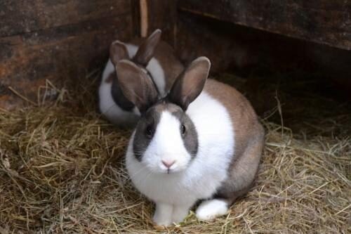 Житель Воронежа выпустил соседских кроликов из клеток, а потом их съел