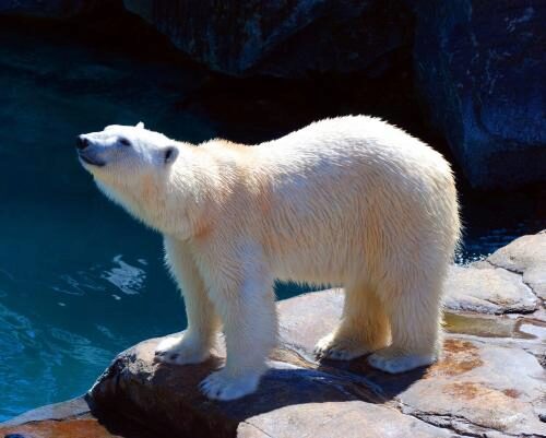 Единственный в мире тропический белый медведь умер в зоопарке Сингапура