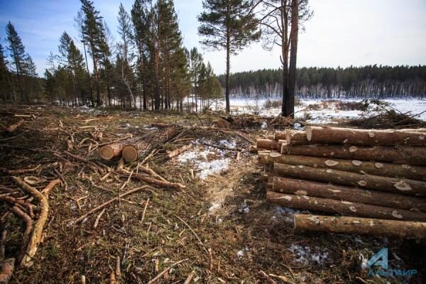 Эксперт общественного мониторинга: В Кузбассе останутся леса-призраки