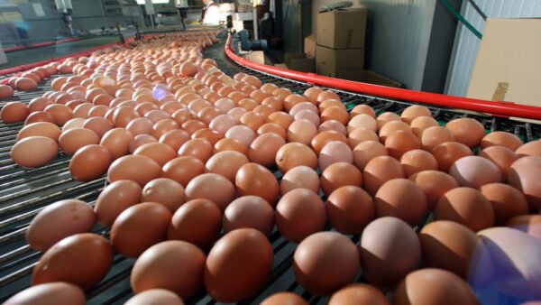 Нижегородская область занимает 2 место в ПФО по производству яиц