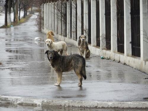 Под Кировом дворник спас девочку от бродячих собак