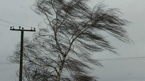 Спасатели предупредили об усилении ветра в Липецке до штормового