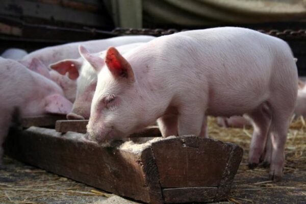 Свинина «но пасаран»: Россия ввела запрет на ввоз свиноводческой продукции из Белоруссии