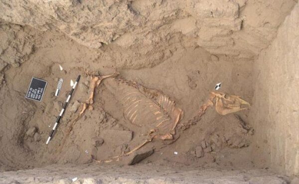 Ученые нашли в долине реки Нил останки лошади, которым около 3000 лет