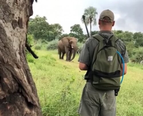 В Африке гид спас людей от разъяренного слона одним движением руки