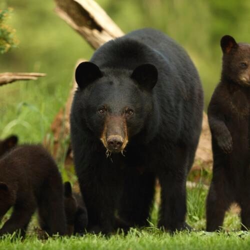 В дом американки нагрянули пять черных медведей