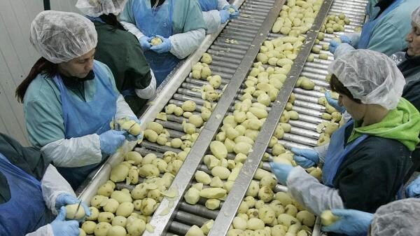 В Липецке открылся первый в России завод по производству картофеля фри