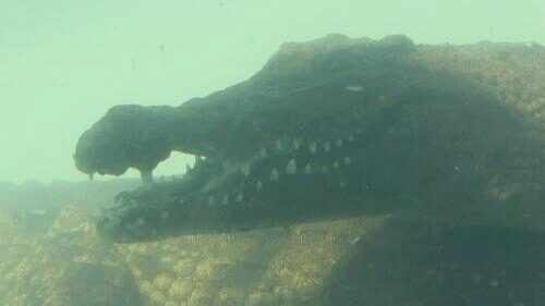 В Зимбабве нетрезвый мужчина прыгнул в бассейн с крокодилами и выжил