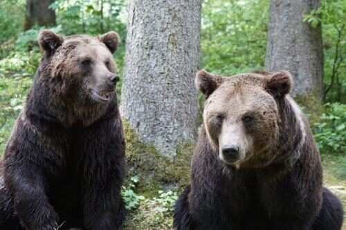 На Кузбассе застрелили медведей, 20 лет проживших на заправке