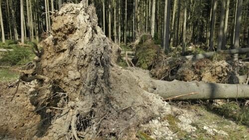 «Опять апокалипсис»: В Тюмени ветер снес деревья и крыши