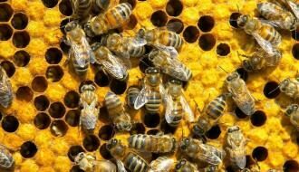 Ученые заявили, что на Земле могут исчезнуть пчелы