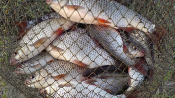 В Нижегородской области 8,5 тысяч рыб спасли из браконьерских сетей