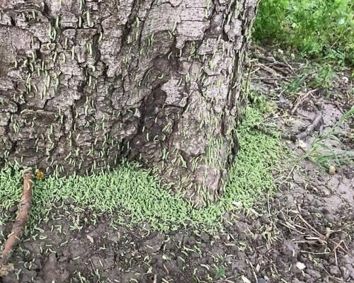 В Ростове в парке Островского происходит нашествие гусениц