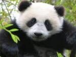 Ветеринары взволнованы: китайских панд начала «косить» неизвестная болезнь