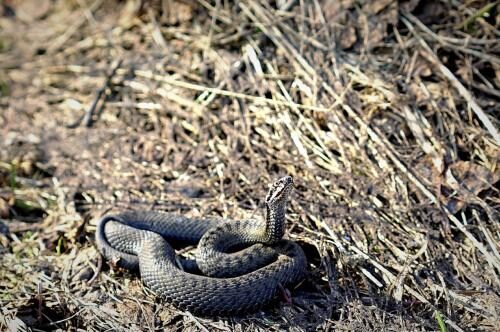 Ядовитые змеи атаковали детские площадки Сызрани