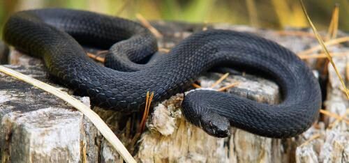 Ядовитые змеи угрожают жизням горожан в Свердловской области?