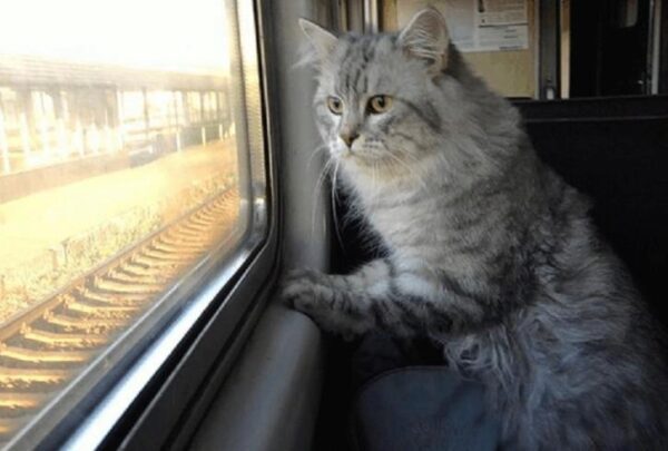 Домашние животные смогут передвигаться на поездах без сопровождения хозяев