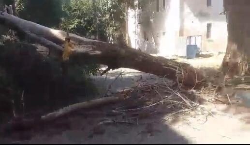 В Астрахани упавшее дерево покалечило сотрудника коммунальной службы