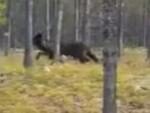 Американец наткнулся в лесу на странного гигантского волка