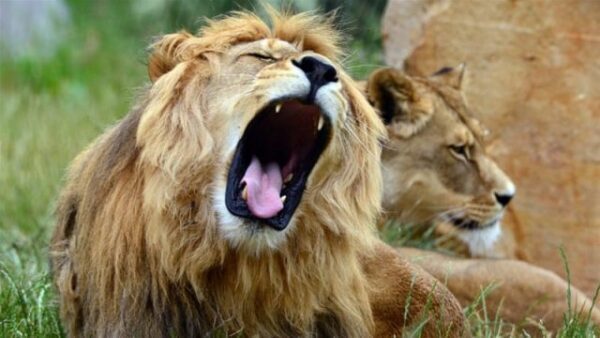 Браконьеров, охотившихся на носорогов, разорвали львы