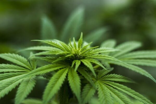 В Калабрии найдена гигантская плантация марихуаны