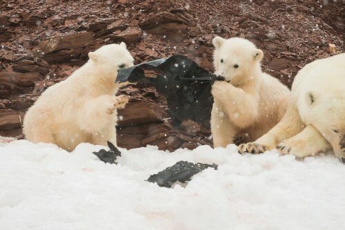В Сети появились необычные фото белых медвежат, играющих мусором