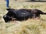 Пришельцы уничтожили стадо коров в Аргентине
