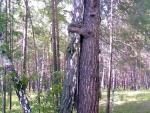 В лесу под Сызранью обнаружили обнимающиеся деревья