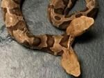 В США обнаружили уникальную двухголовую змею