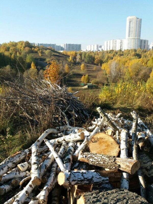 ИА FederalCity: в Москве на Крылатских холмах коммерческая компания вырубает деревья
