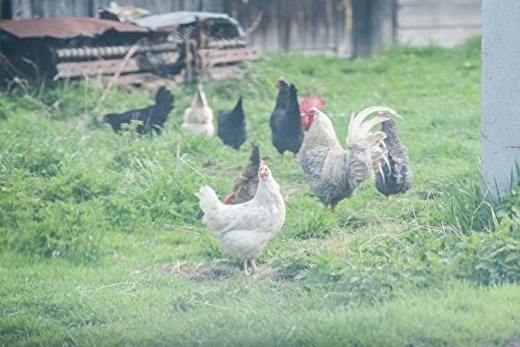 Источником вони в Челябинске назвали удобрение из куриного помета, разбросанное по полям