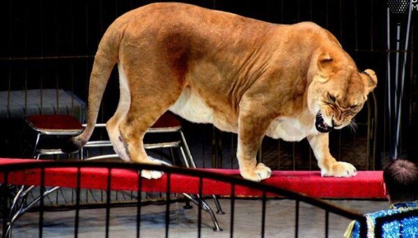 На Кубани цирковая львица напала на девочку