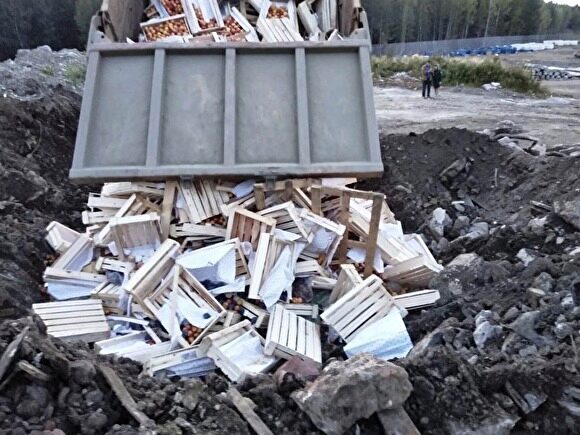 Россельхознадзор и ФСБ уничтожили 568 кг груш и винограда под Екатеринбургом