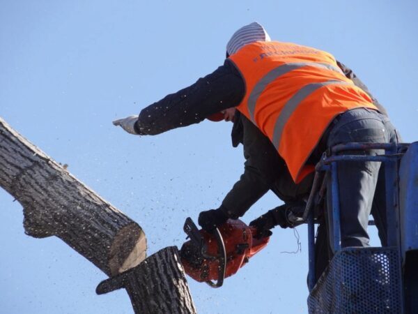 В Кузбассе школьника убило упавшим деревом — Возбуждено уголовное дело