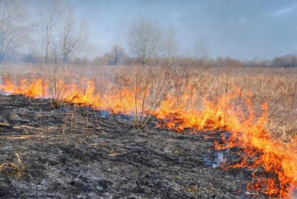 За прошедшую неделю на Среднем Урале ликвидировали 60 лесных пожаров