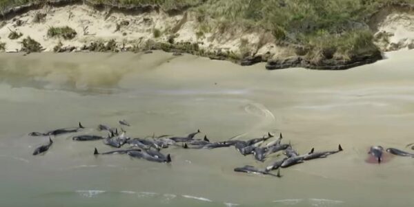 Больше сотни трупов черных дельфинов обнаружено на побережье в Новой Зеландии