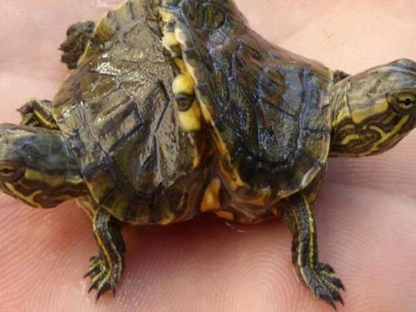 Двухголовую черепаху-мутанта обнаружил кубинский рыбак