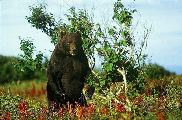 Медведь убил подростка на Камчатке