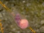 На дне океана обнаружили живой эмбрион акулы