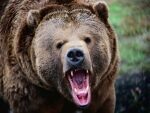 На севере Канады медведь растерзал женщину с ребенком