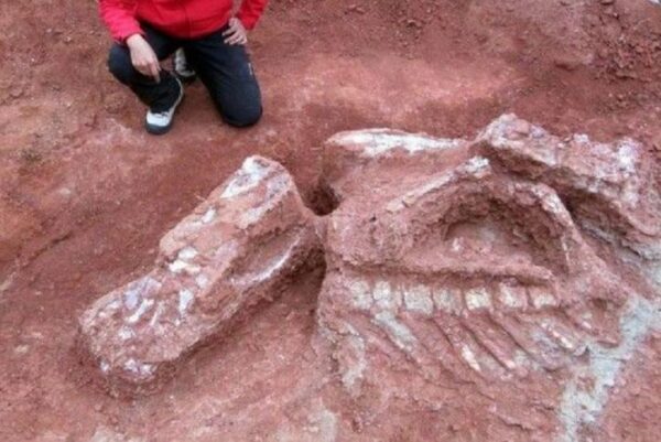 Палеонтологи обнаружили предка человека огромного размера