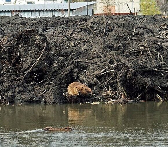Под Москвой голодные бобры мстят за разрушенные при расчистке реки жилища
