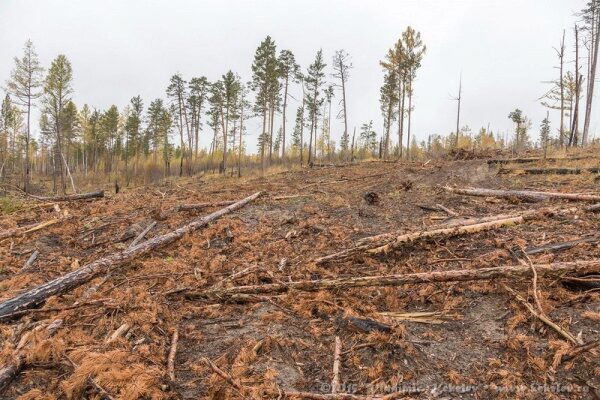 Руководитель Минприроды пригрозил запретом на экспорт леса в КНР