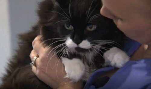 Спасённый кот обнаружил рак груди у хозяйки