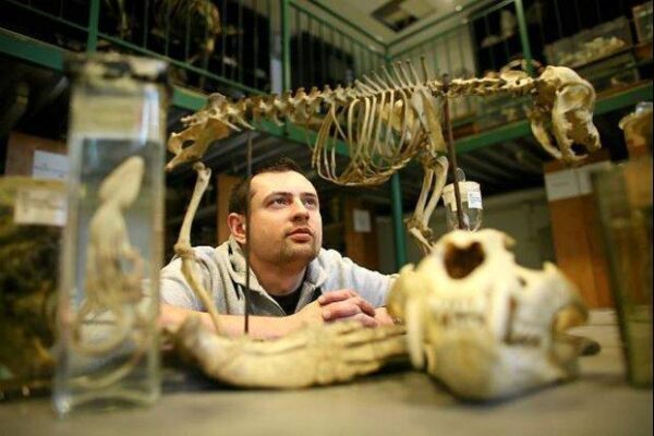 Ученые обнаружили древнейшего предка человека размером с динозавра