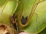 В лесах Эквадора обнаружили паука с головой собаки