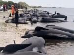 В Новой Зеландии 145 черных дельфинов выбросились на берег